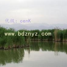 ʼ